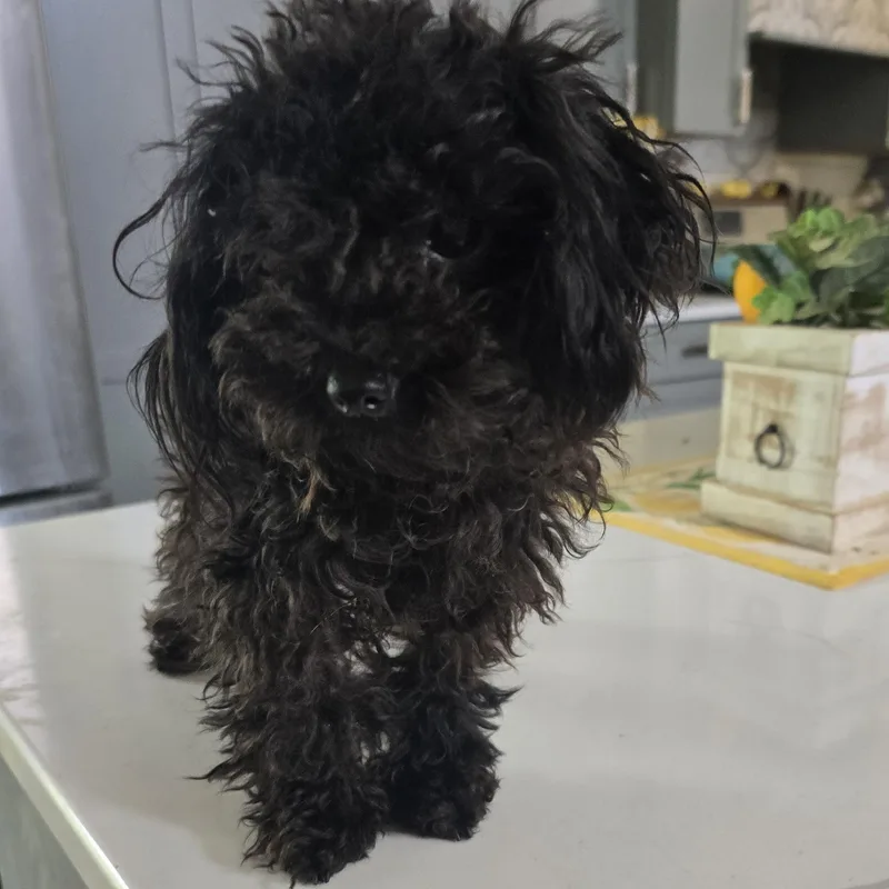 A young small-sized male Poodle (Toy) dog named Peppy for adoption in Zaleski, OH