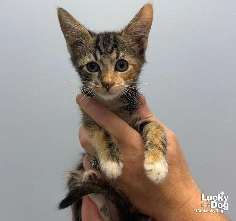A baby medium-sized female Domestic Short Hair cat named Jolene for adoption in Washington, DC