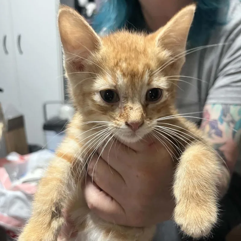 Queso