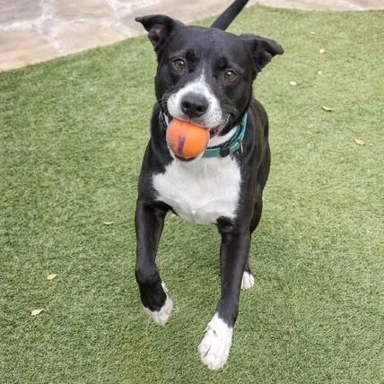 A young large-sized female Black Labrador Retriever dog named Molly  Smart  for adoption in Houston, TX