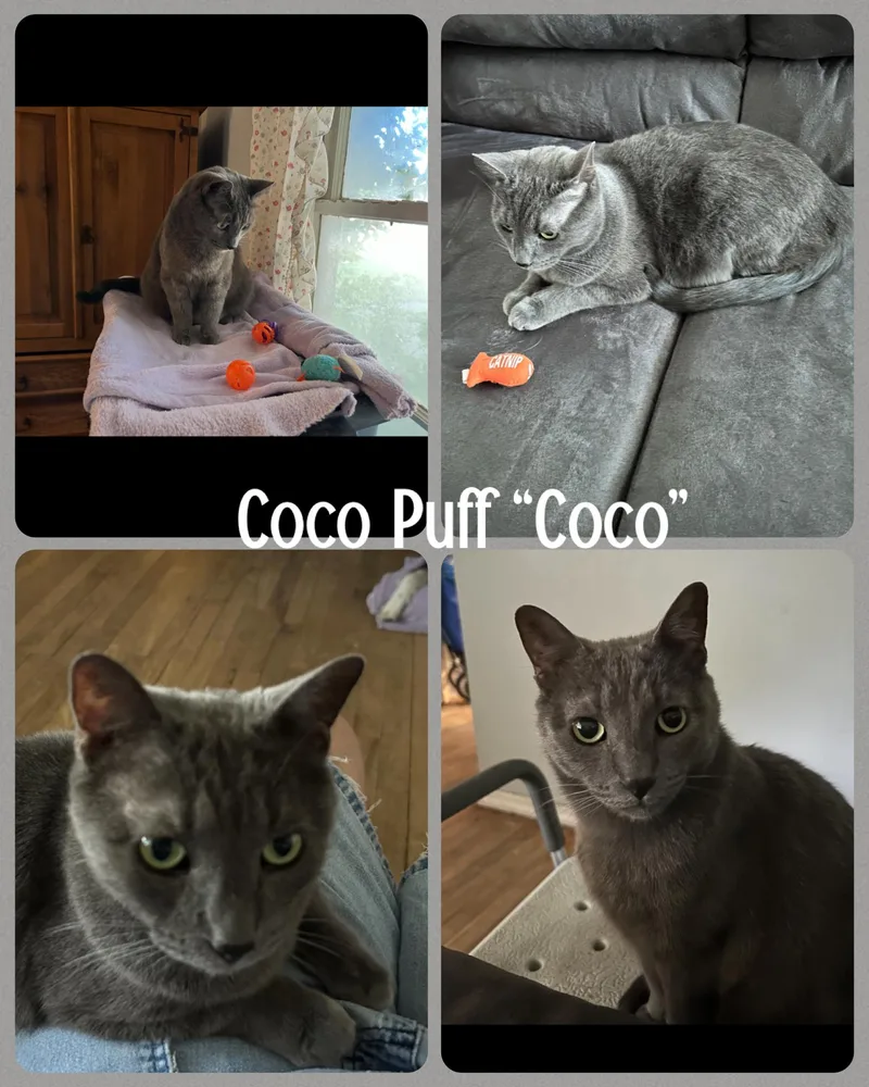 Coco Puff "coco"