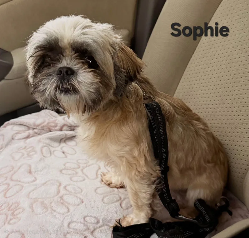 Sophie thumbnail 2