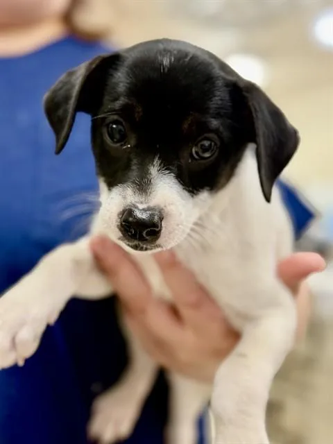 Lulu
