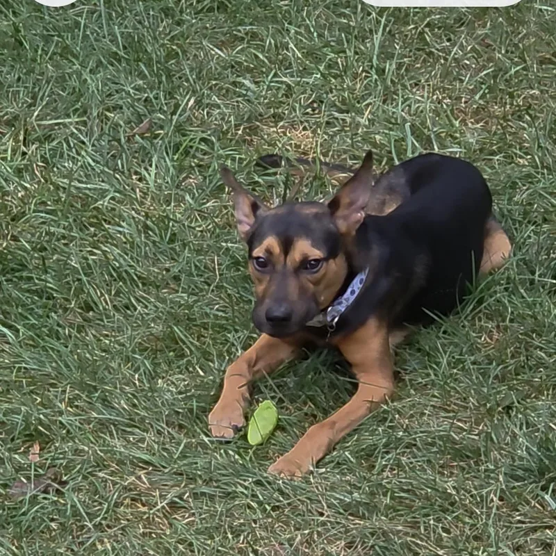 An adult medium-sized male Miniature Pinscher dog named Remy for adoption in Berryton, KS