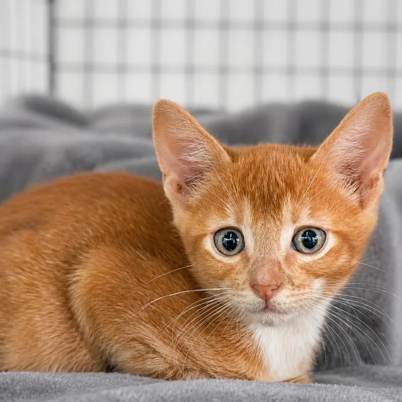 Mr. Orange
