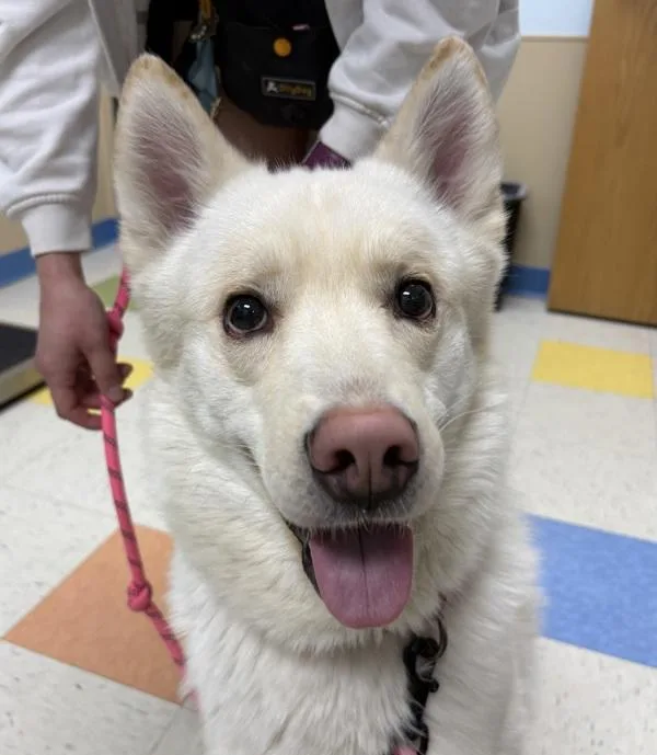 A young medium-sized male Siberian Husky dog named Plutus for adoption in Sioux City, IA