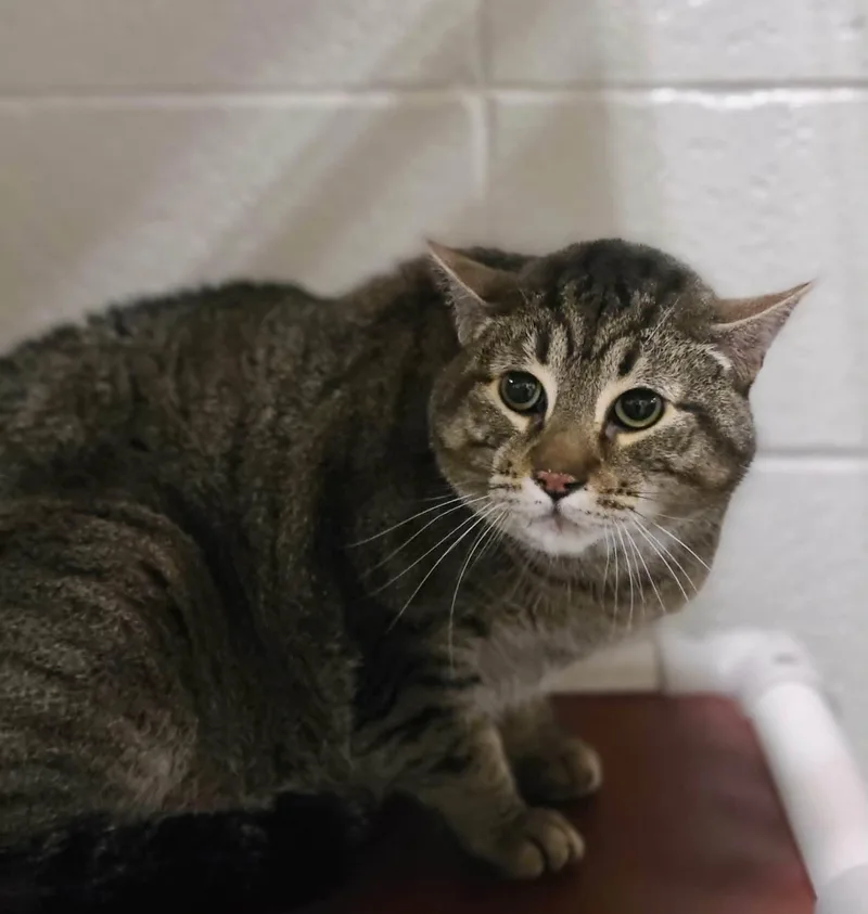 An adult medium-sized male Black Domestic Short Hair cat named Olifur for adoption in Fruit Heights, UT