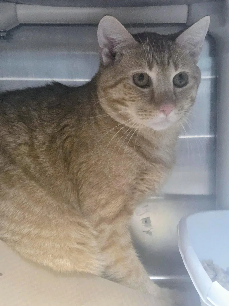 An adult medium-sized male Orange / Red Domestic Short Hair cat named Parker for adoption in Trenton, NJ