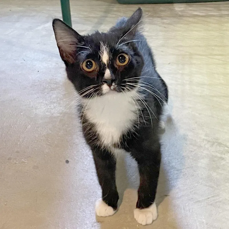 Thunderbolt thumbnail 2