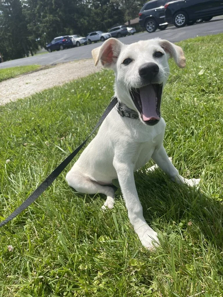 A baby medium-sized male Mountain Cur dog named Dill Pickles for adoption in Fremont, OH