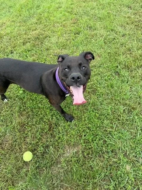 An adult large-sized female Labrador Retriever dog named Midnight for adoption in Augusta, WV