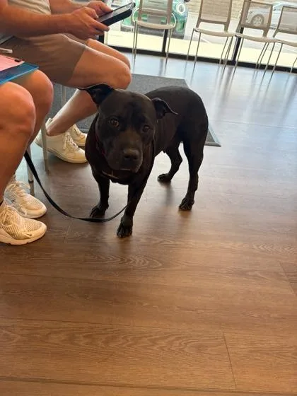 An adult large-sized female Mixed Breed dog named Winnie for adoption in Atlanta, GA
