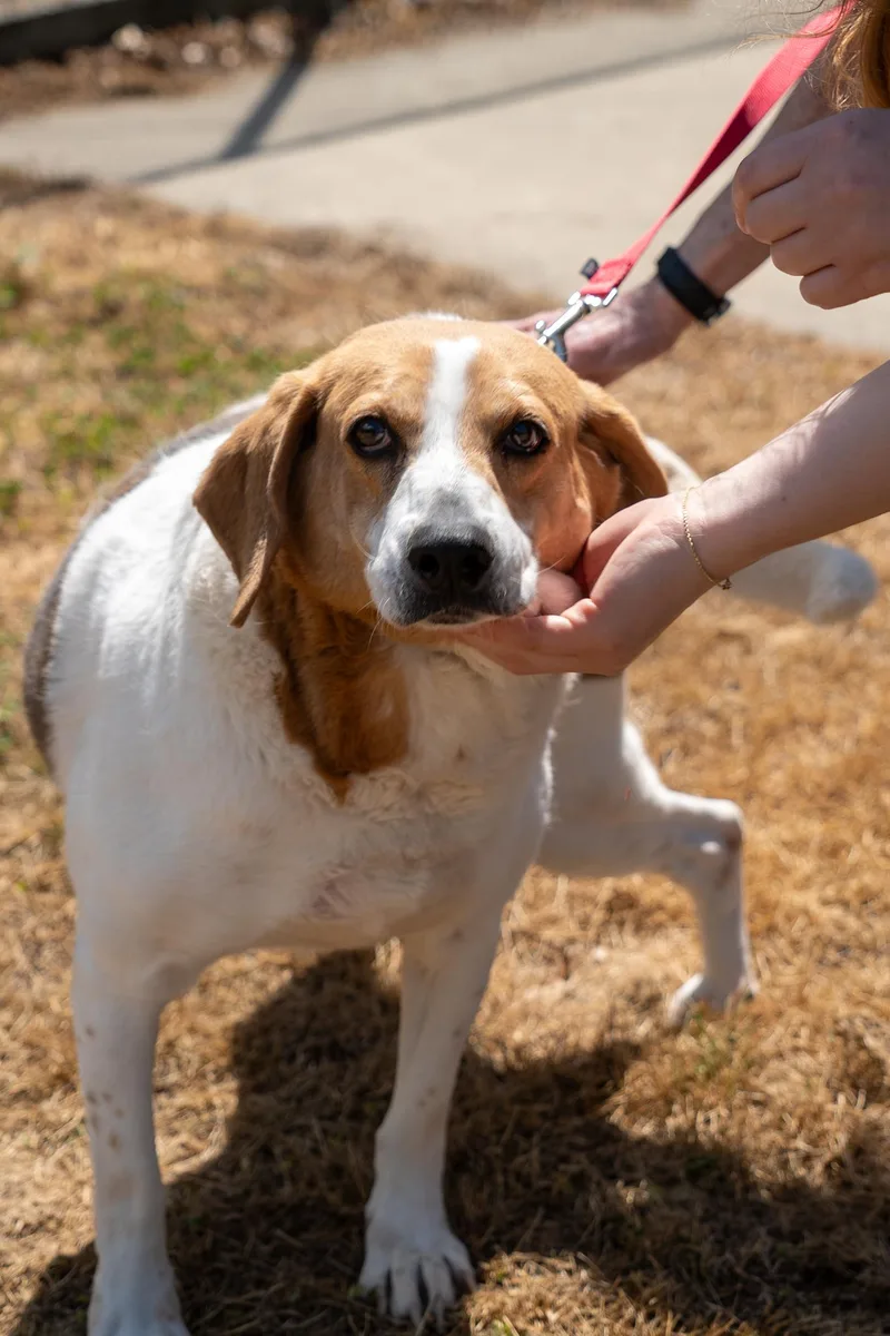An adult medium-sized male Tricolor (Brown, Black, & White) Hound dog named Remy for adoption in King George, VA