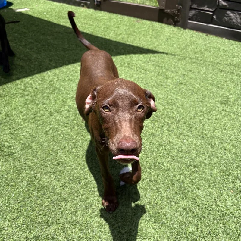 A baby medium-sized female Brown / Chocolate Doberman Pinscher dog named Morocco for adoption in LOXAHATCHEE, FL