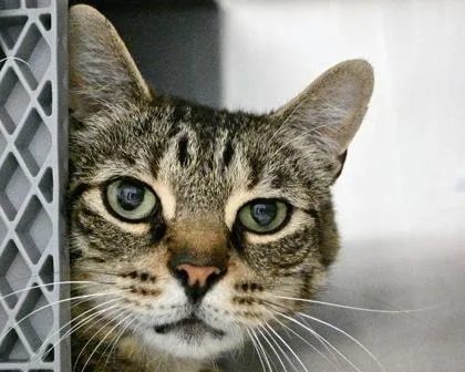 An adult small-sized male Domestic Short Hair cat named Micha for adoption in West Seneca, NY