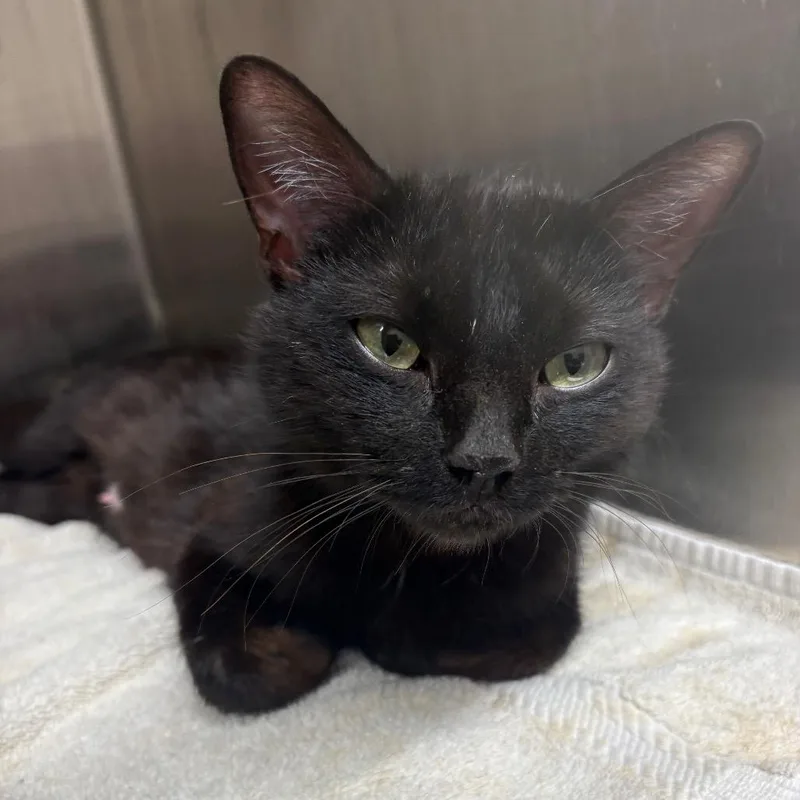 An adult medium-sized female Black Domestic Short Hair cat named Scarlet for adoption in Morganton, NC