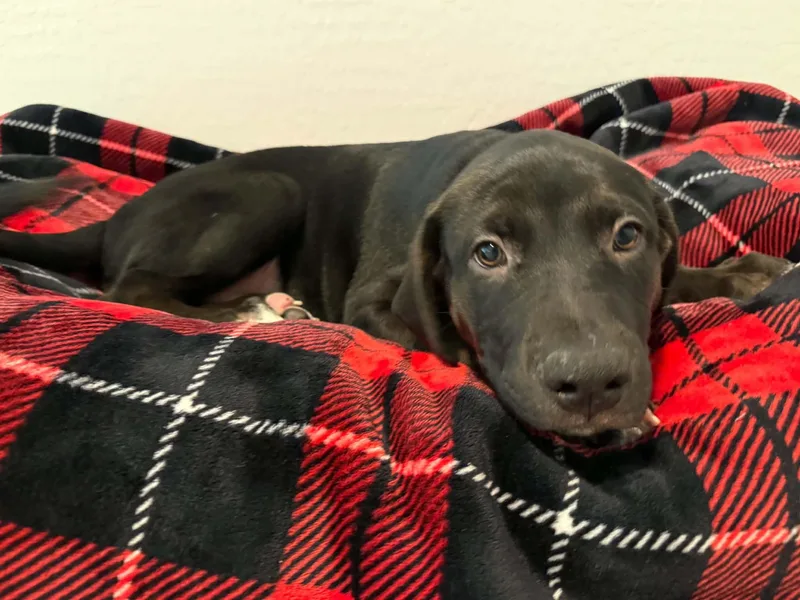 Tori puppy Tigger