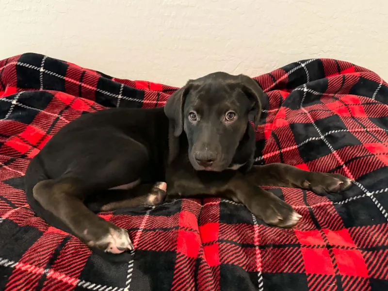 Tori puppy  Tigger thumbnail 5