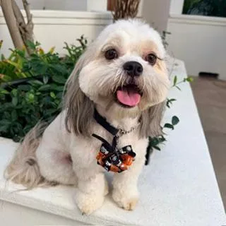 A young small-sized male White / Cream Lhasa Apso dog named Groot for adoption in Santa Monica, CA