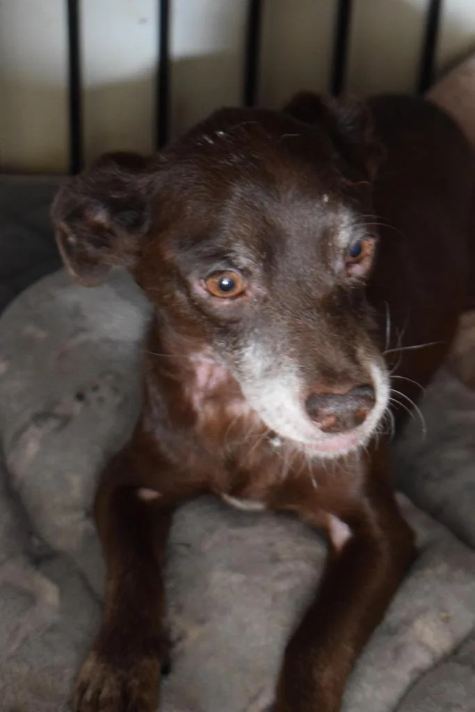 A senior small-sized male Chihuahua dog named Jake for adoption in Pahrump, NV