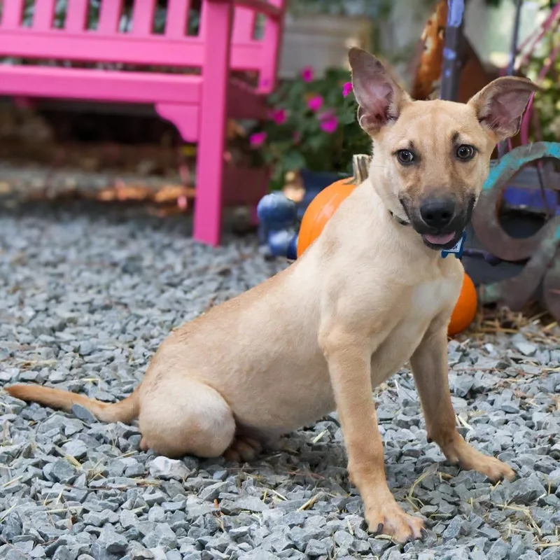 A young medium-sized male Brown / Chocolate Labrador Retriever dog named Josh for adoption in Wake Forest, NC