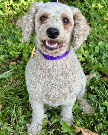 An adult medium-sized female Poodle dog named Tanya for adoption in Malvern, PA