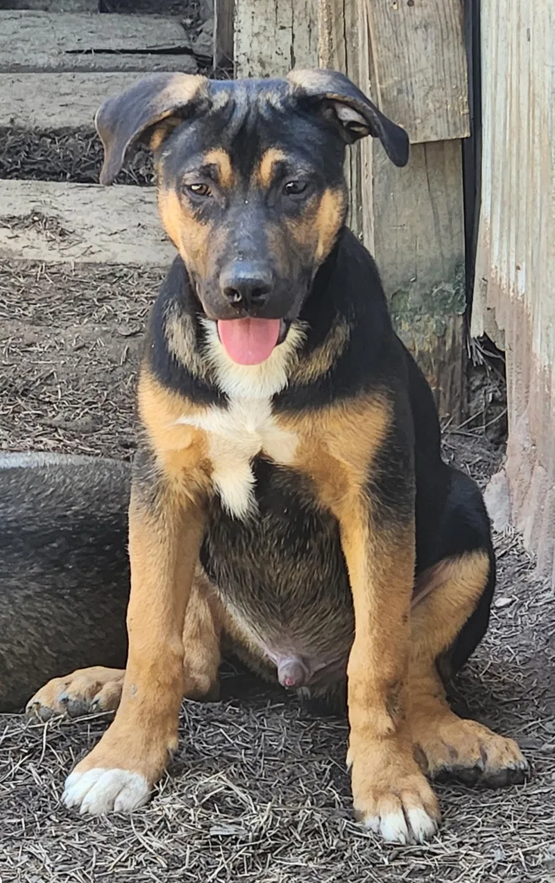 A baby medium-sized male Brown / Chocolate German Shepherd Dog dog named Hunter for adoption in Sanford, NC