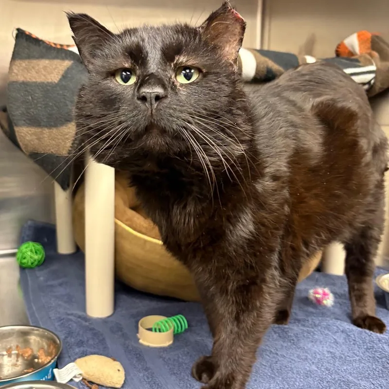 An adult large-sized male Black Domestic Short Hair cat named Carl for adoption in Mentor, OH