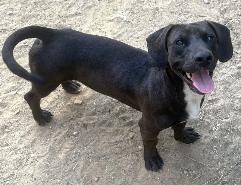 An adult small-sized male Dachshund dog named Hot Dog for adoption in Wetumpka, AL
