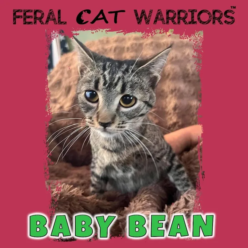 Baby Bean
