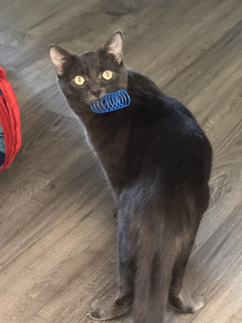 A young large-sized male Gray / Blue / Silver Domestic Short Hair cat named Kurt and Gitta for adoption in Seattle, WA