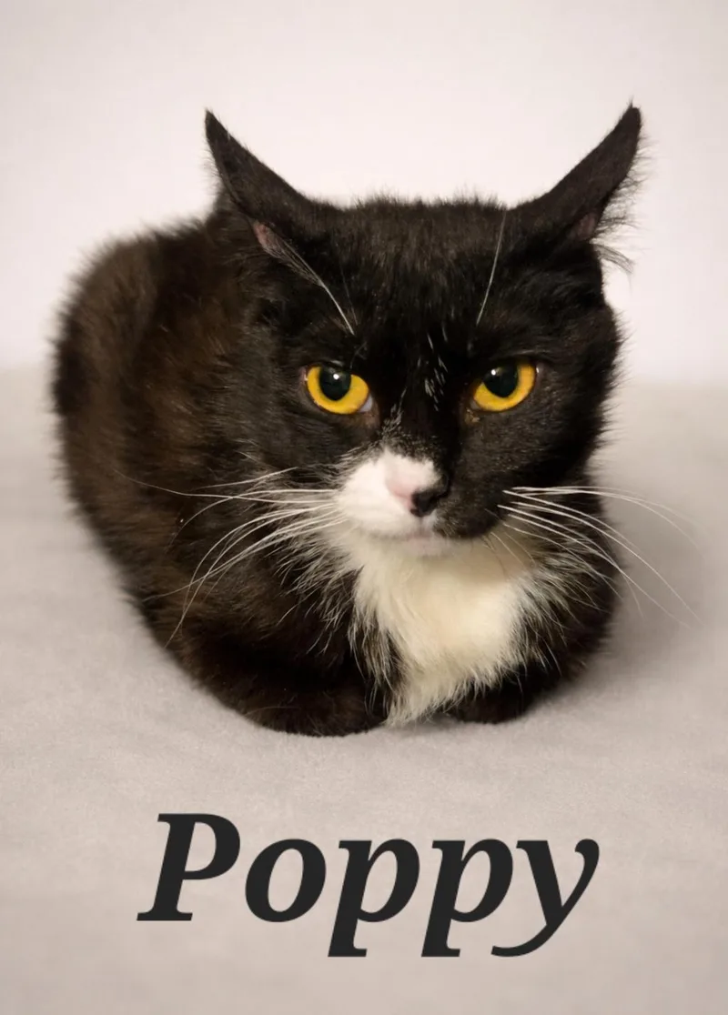 An adult small-sized female Black & White / Tuxedo Tuxedo cat named Poppy for adoption in Monroeville, PA