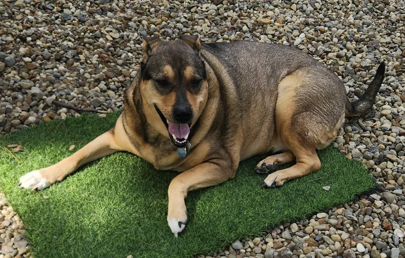 An adult large-sized female Yellow / Tan / Blond / Fawn German Shepherd Dog dog named Roxy for adoption in Cleveland, OH