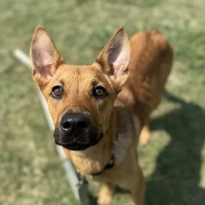 An adult medium-sized female Mixed Breed dog named Adelaide for adoption in Dallas, TX