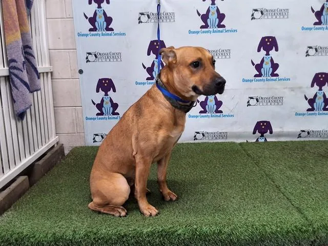 Bim