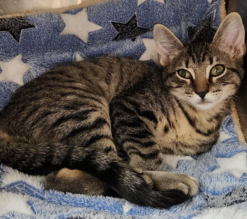 A baby small-sized female Domestic Short Hair cat named Jade for adoption in San Antonio, TX