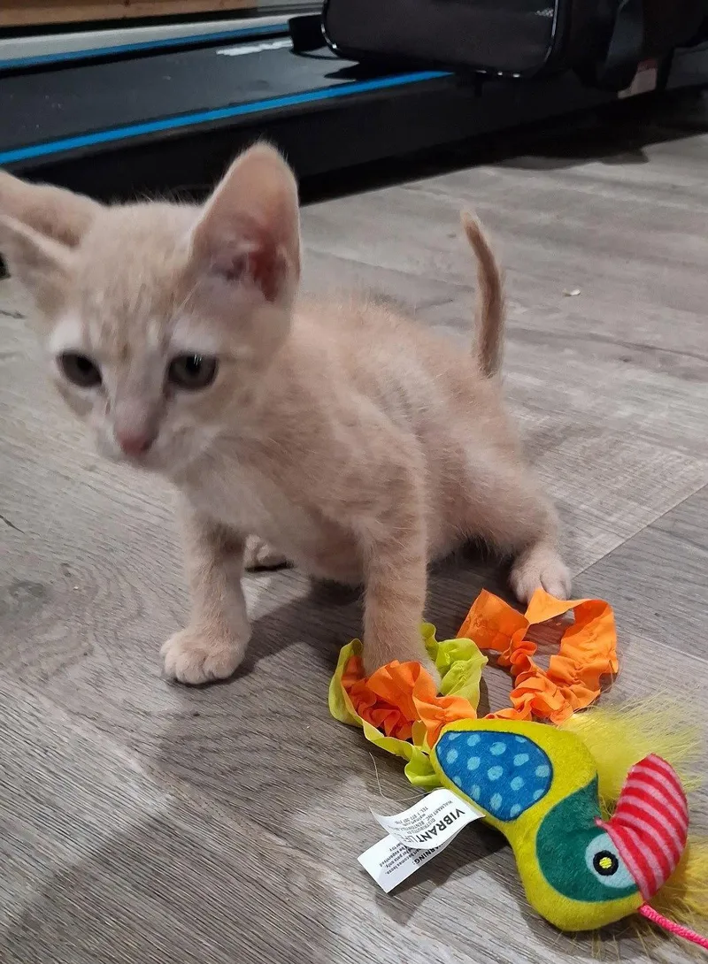 A baby medium-sized male Domestic Short Hair cat named Ginger for adoption in Forest, VA