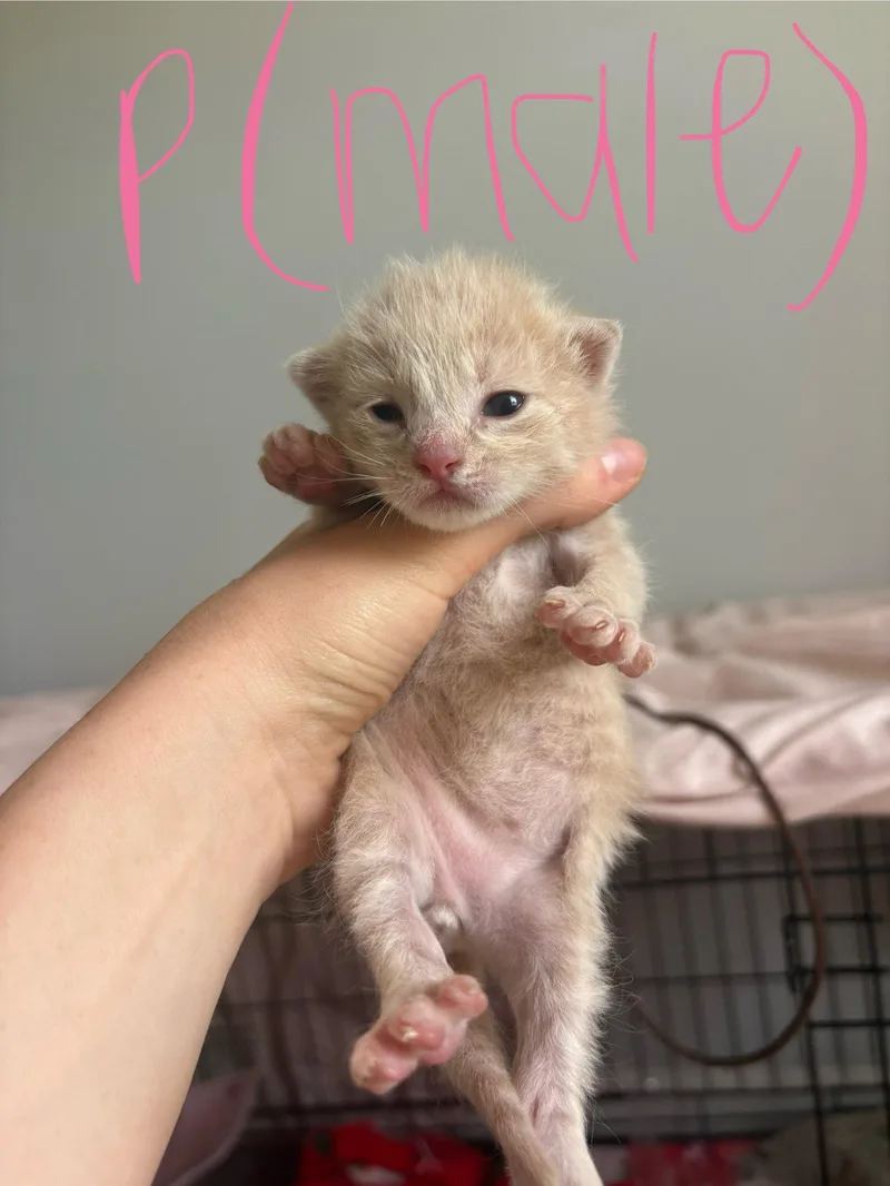 Ginger thumbnail 2
