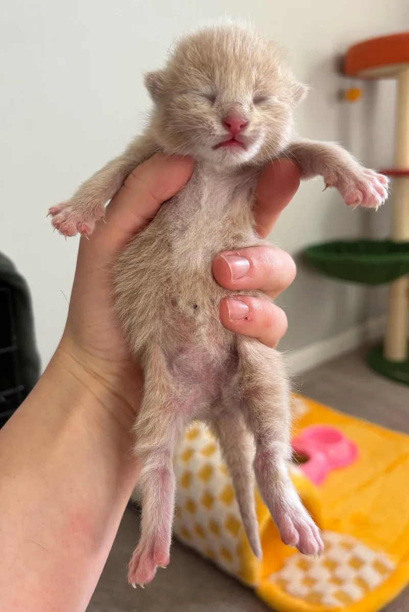 Ginger thumbnail 3