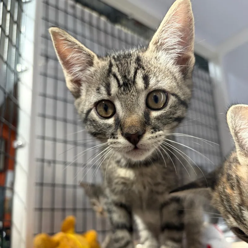 A baby small-sized male Brown / Chocolate Domestic Short Hair cat named Crunch for adoption in Sarasota, FL