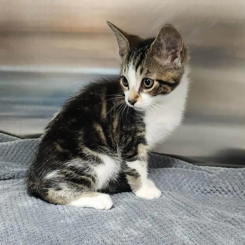 A baby small-sized male Brown / Chocolate Domestic Short Hair cat named Coke for adoption in Toledo, OH