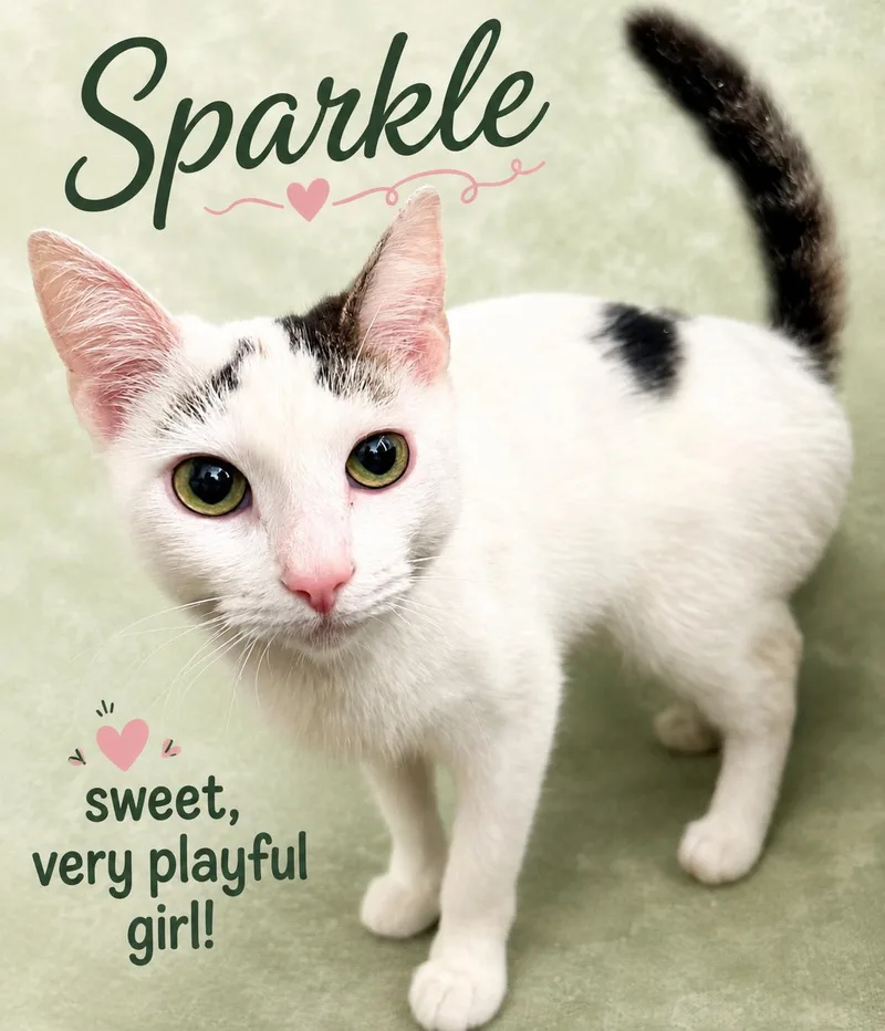 SparkleWillow Grove