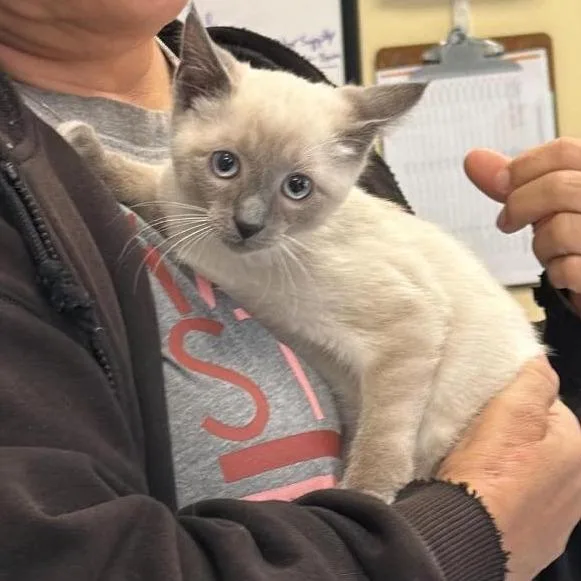 A baby small-sized male Seal Point Siamese cat named Crispin for adoption in Rocky Mount, VA