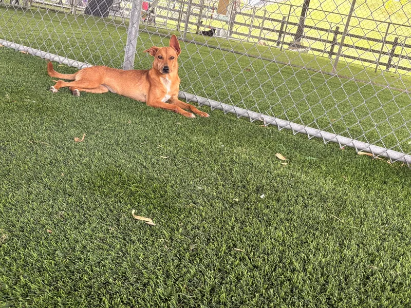 A young medium-sized female Mixed Breed dog named Sugar for adoption in Brooklyn, NY