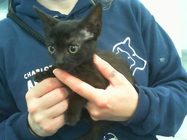 A baby small-sized female Domestic Short Hair cat named May for adoption in Charlotte, NC