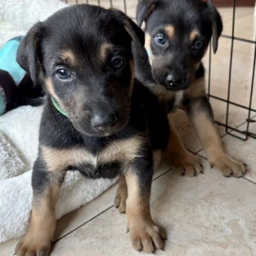 Charcuterie Litter thumbnail 3