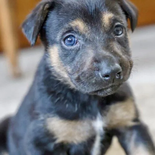 Charcuterie Litter thumbnail 4