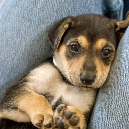 Charcuterie Litter thumbnail 5