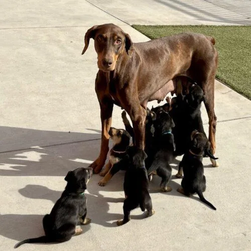 Charcuterie Litter thumbnail 6