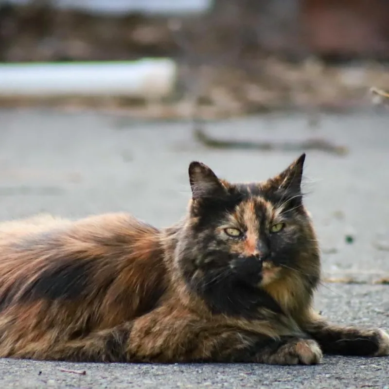 Checkers thumbnail 2